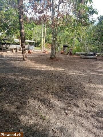 Bild 3: Brasilien 80 Ha Tiefpreis - Grundstück mit Rohstoffen Region Manaus