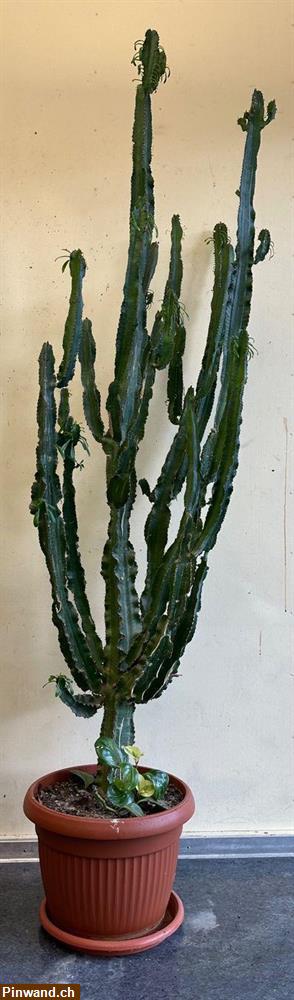 Bild 1: Kaktus XXL zu verkaufen, muss abgeholt werden