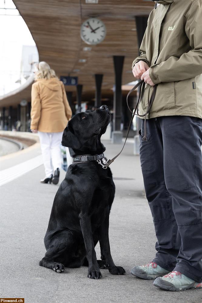Bild 1: Hundekurs für den "Alltagshund" im Raum Kreuzlingen TG