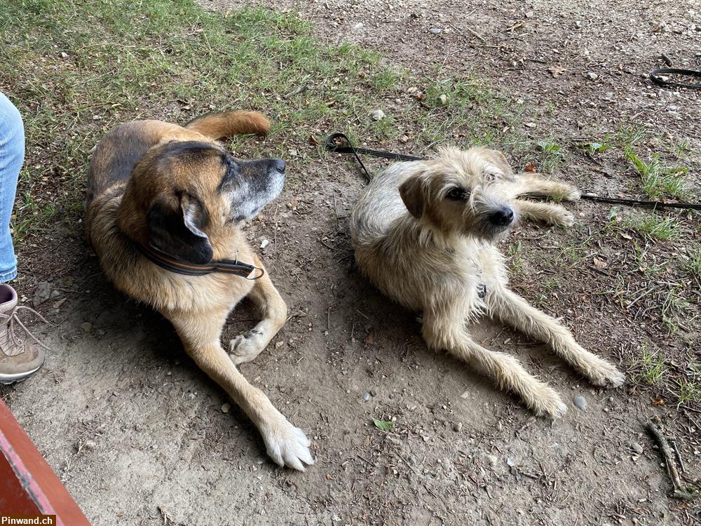 Bild 1: Spazierdienst für unsere 2 Hunde gesucht