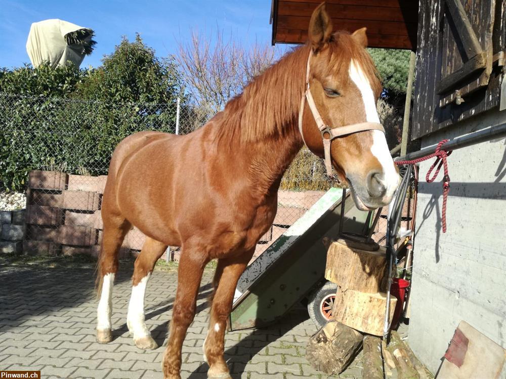 Bild 1: Reitbeteiligung auf Kleinpferd in Binningen BL