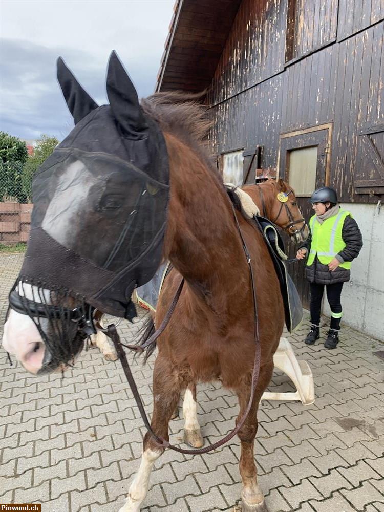 Bild 2: Reitbeteiligung auf Kleinpferd in Binningen BL