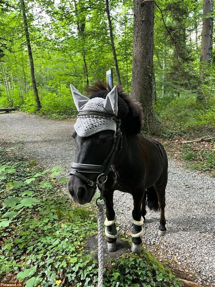 Bild 1: Pflegepony zum Spazieren und mehr im Raum Sulgen TG