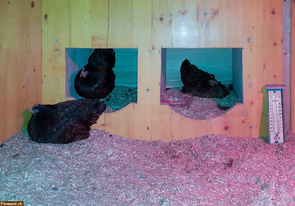Bild 4: Stabiler Hühner- / Kleintierstall zu verkaufen