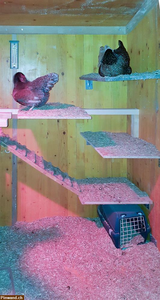 Bild 5: Stabiler Hühner- / Kleintierstall zu verkaufen