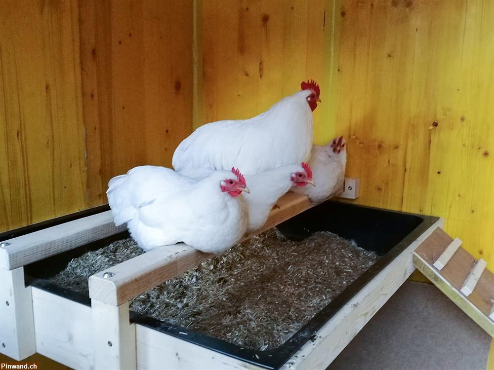 Bild 6: Stabiler Hühner- / Kleintierstall zu verkaufen