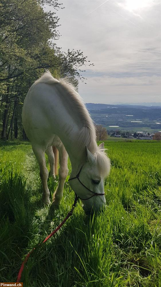 Bild 1: Spazierbeteiligung mit Pferd / Pony in Widen AG