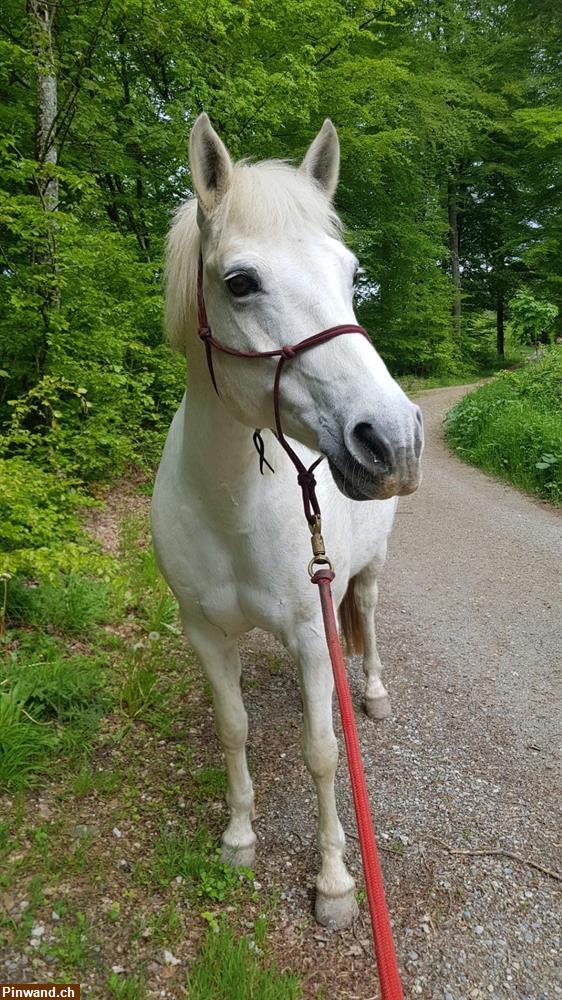 Bild 3: Spazierbeteiligung mit Pferd / Pony in Widen AG