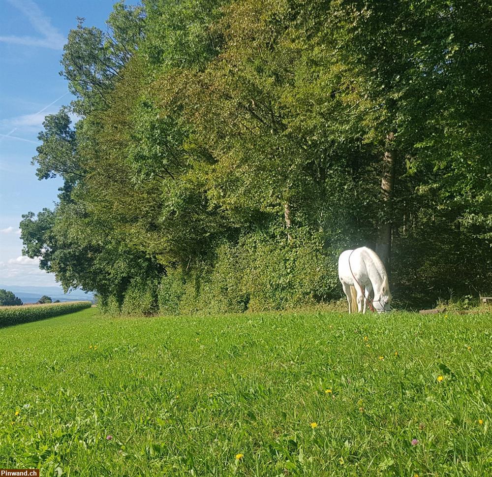 Bild 4: Spazierbeteiligung mit Pferd / Pony in Widen AG