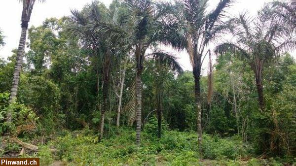 Bild 1: Brasilien 1'000 Ha Grundstück mit Rohstoffen zu verkaufen