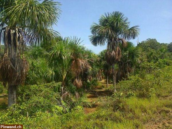 Bild 4: Brasilien 1'000 Ha Grundstück mit Rohstoffen zu verkaufen