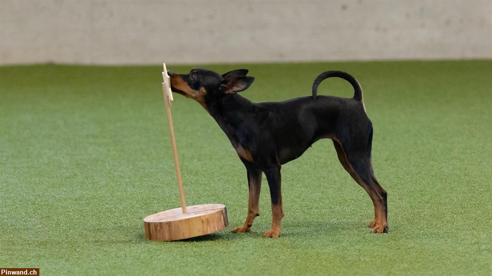 Bild 1: Trickdogging - Spass mit deinem Hund in Köniz BE