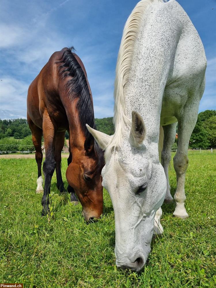 Bild 1: Gesucht Reitbeteiligung in Boningen SO