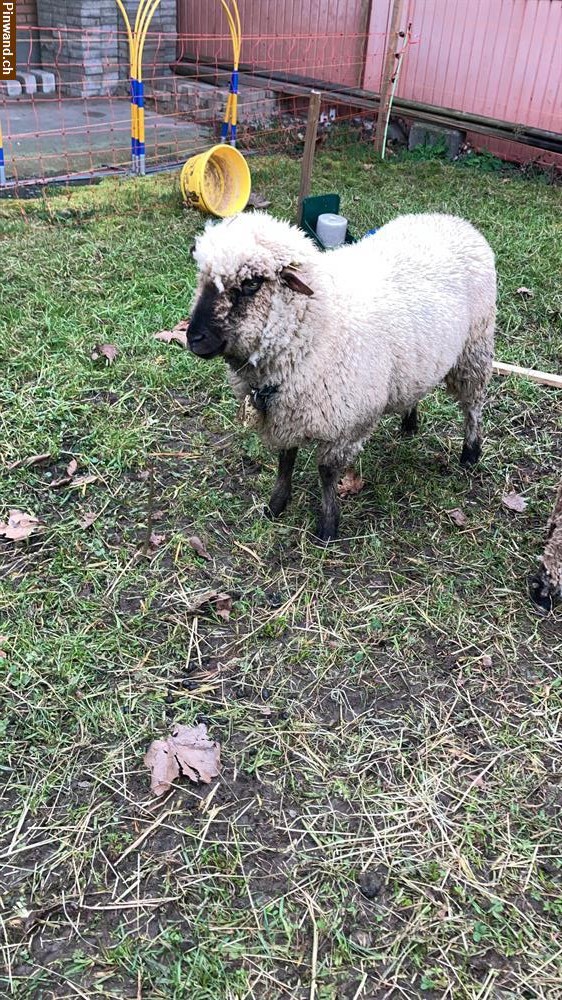 Bild 1: Weide für Schafe nähe Jonen AG gesucht