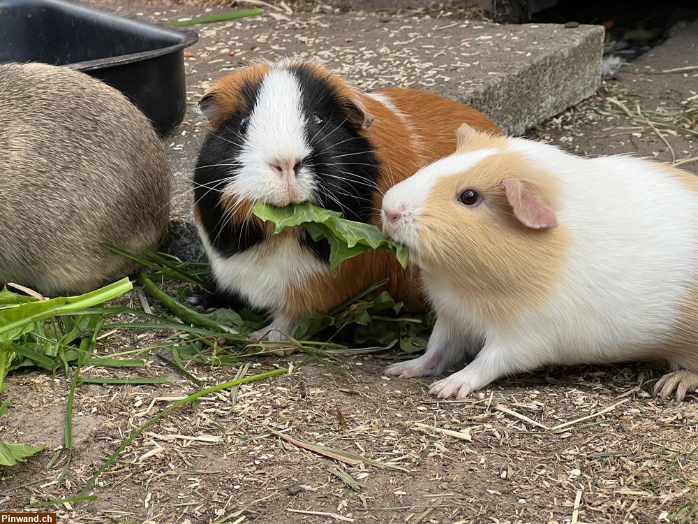 Bild 5: Ferienplätze für Meerschweinchen in Münsingen BE