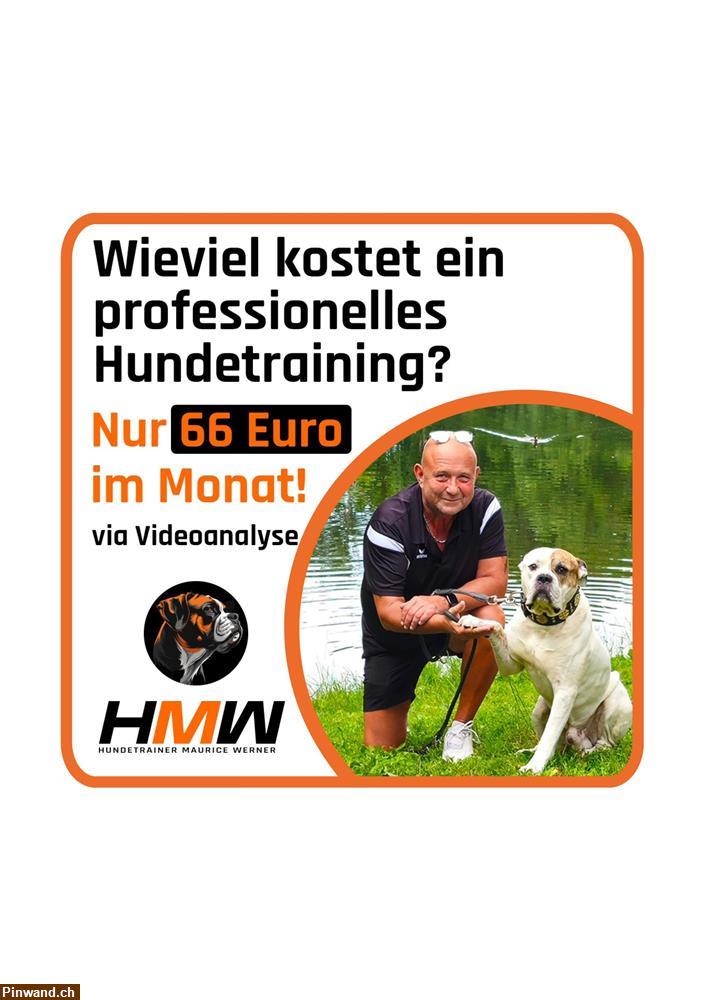 Bild 1: Hundetraining durch Videoanalyse