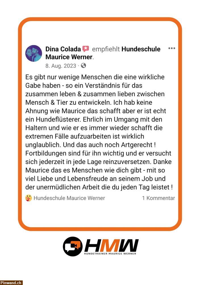 Bild 3: Hundetraining durch Videoanalyse
