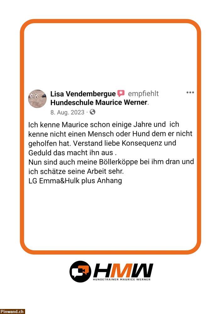 Bild 4: Hundetraining durch Videoanalyse