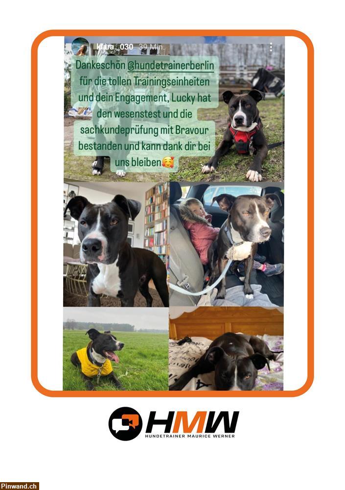 Bild 5: Hundetraining durch Videoanalyse