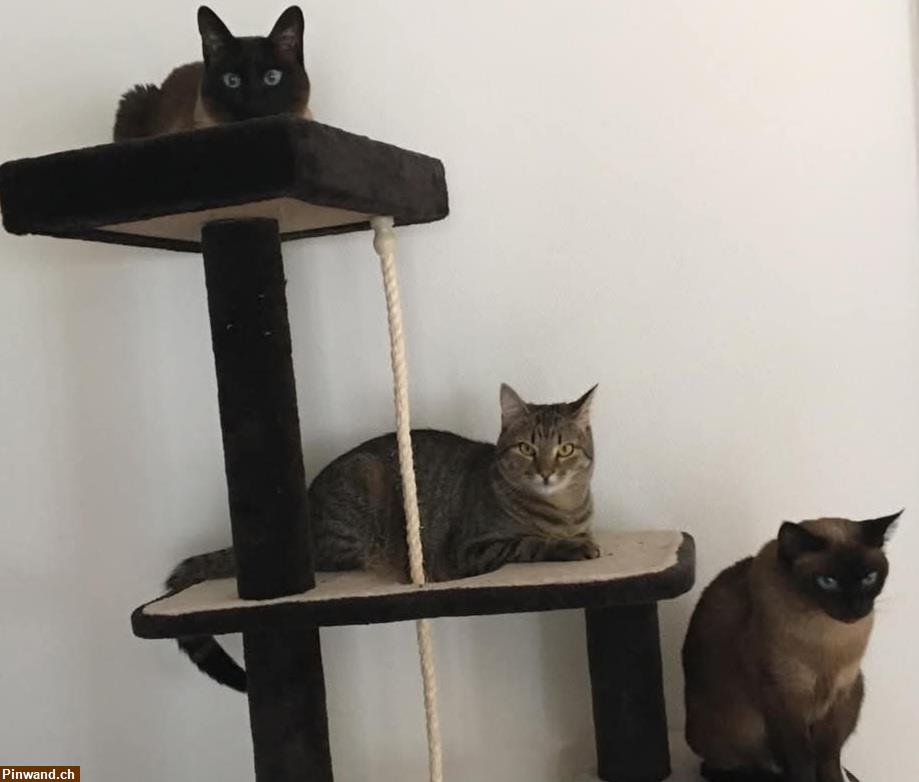Bild 1: Neues Katzenzuhause für 1 Jahr gesucht