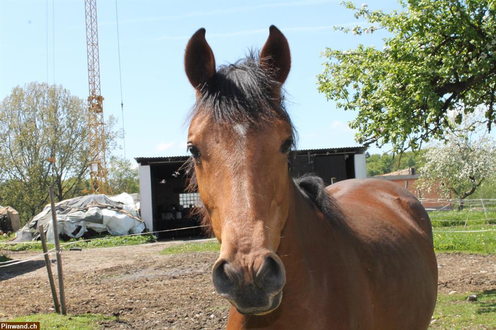 Bild 4: Altersweide im Offenstall für Ruhestands-Gnadenbrotpferde