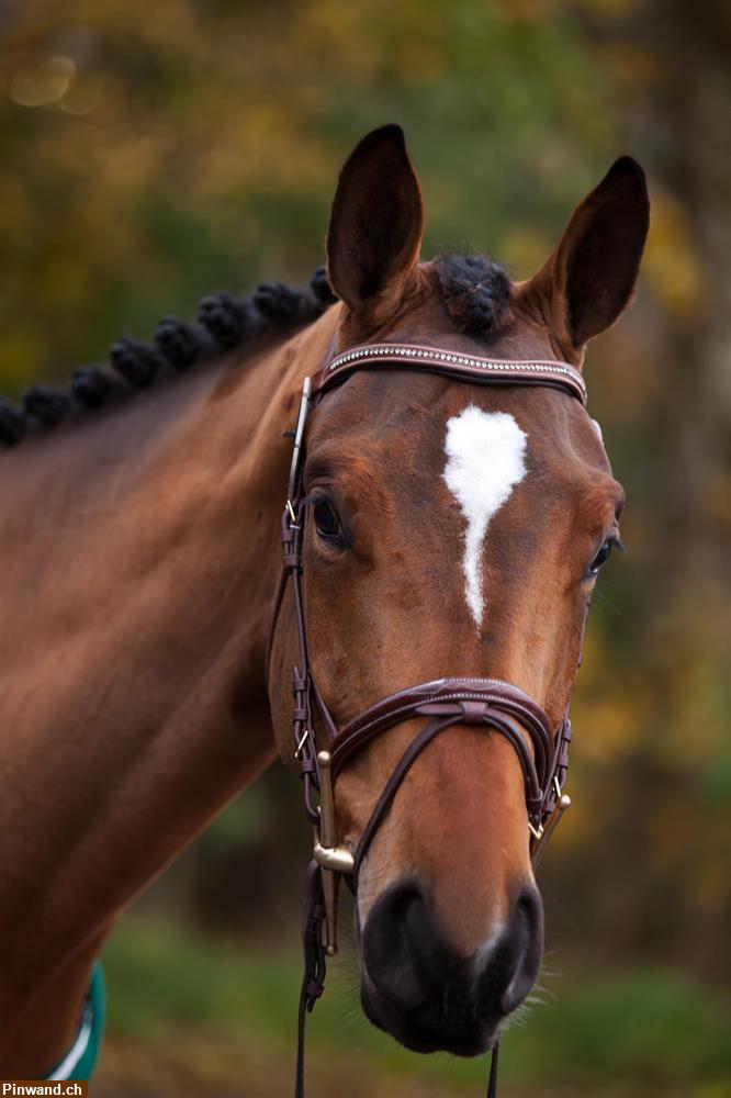Bild 1: Pferd ans Futter als Beisteller