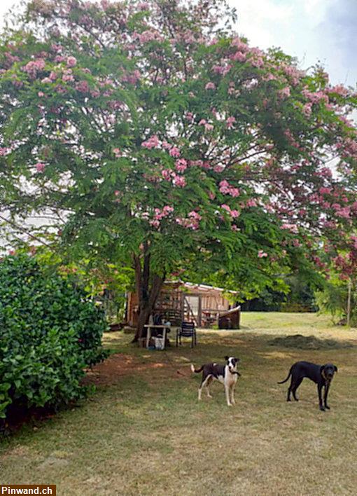 Bild 4: Haus mit großem Grundstück in Aguapety / Paraguay