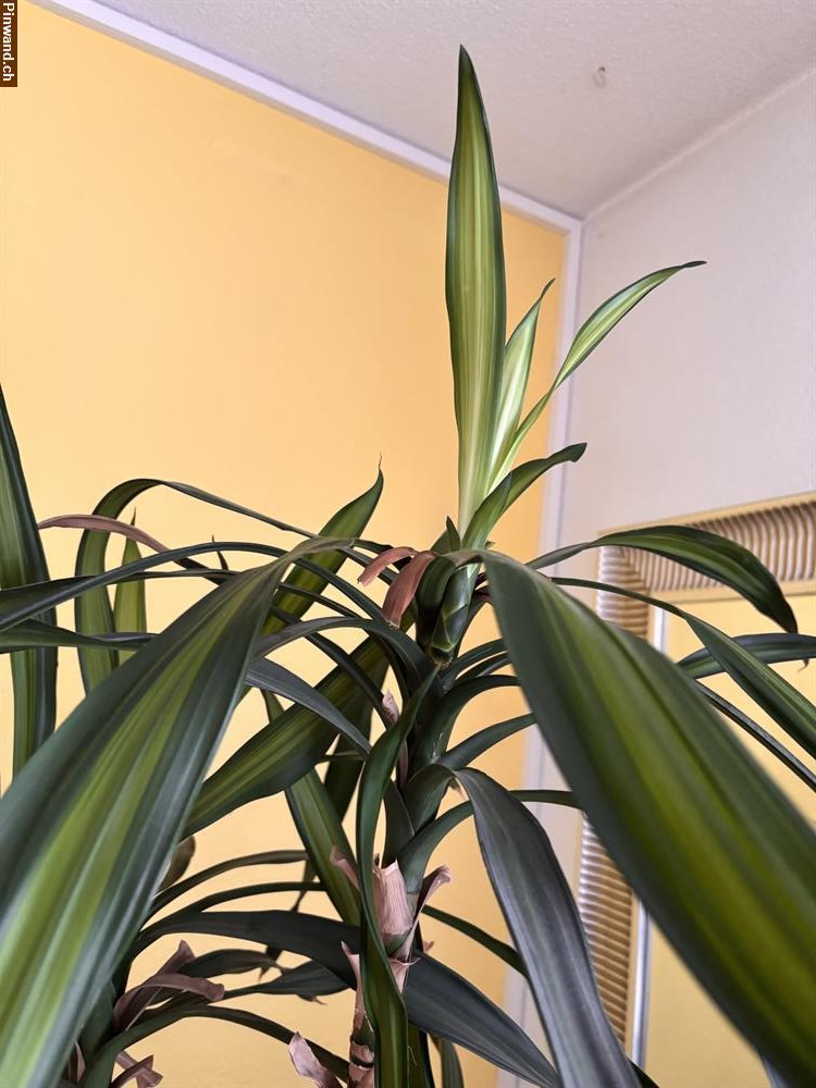 Bild 2: Palme vom Gärtnerei Wyss zu verkaufen
