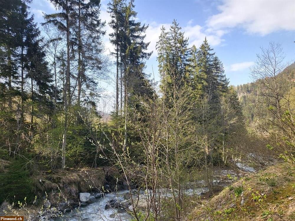 Bild 1: Waldparzelle in Dorfnähe zu verkaufen