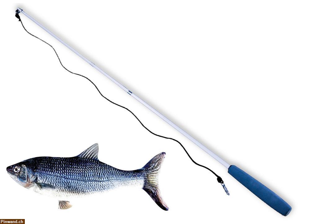 Bild 2: Katzenfischen - Zappelnder Fisch als Spielzeug