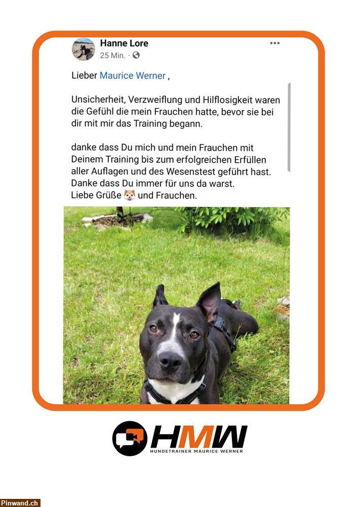 Bild 2: Professionelles Hundetraining – Persönlich oder auch via Video