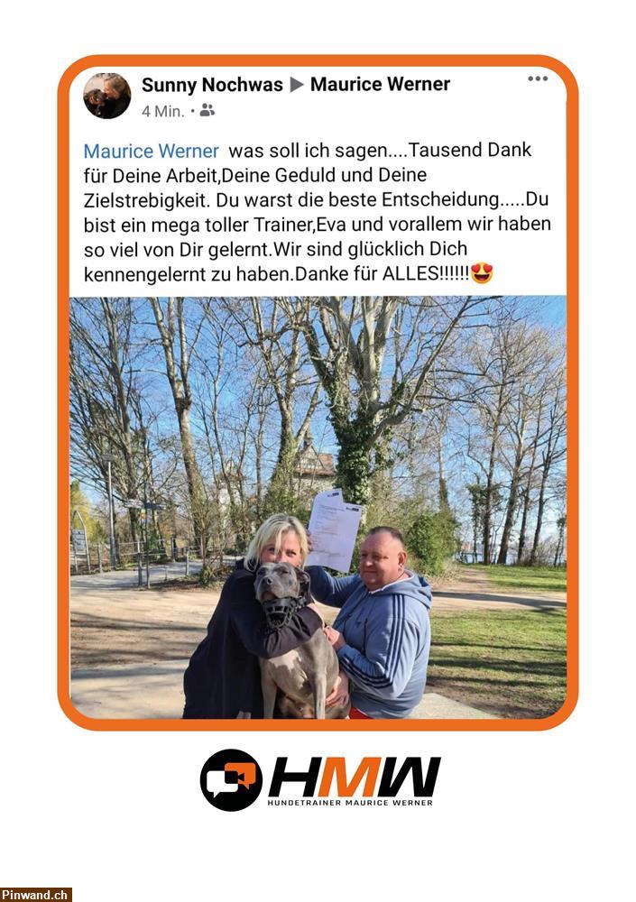 Bild 3: Professionelles Hundetraining – Persönlich oder auch via Video