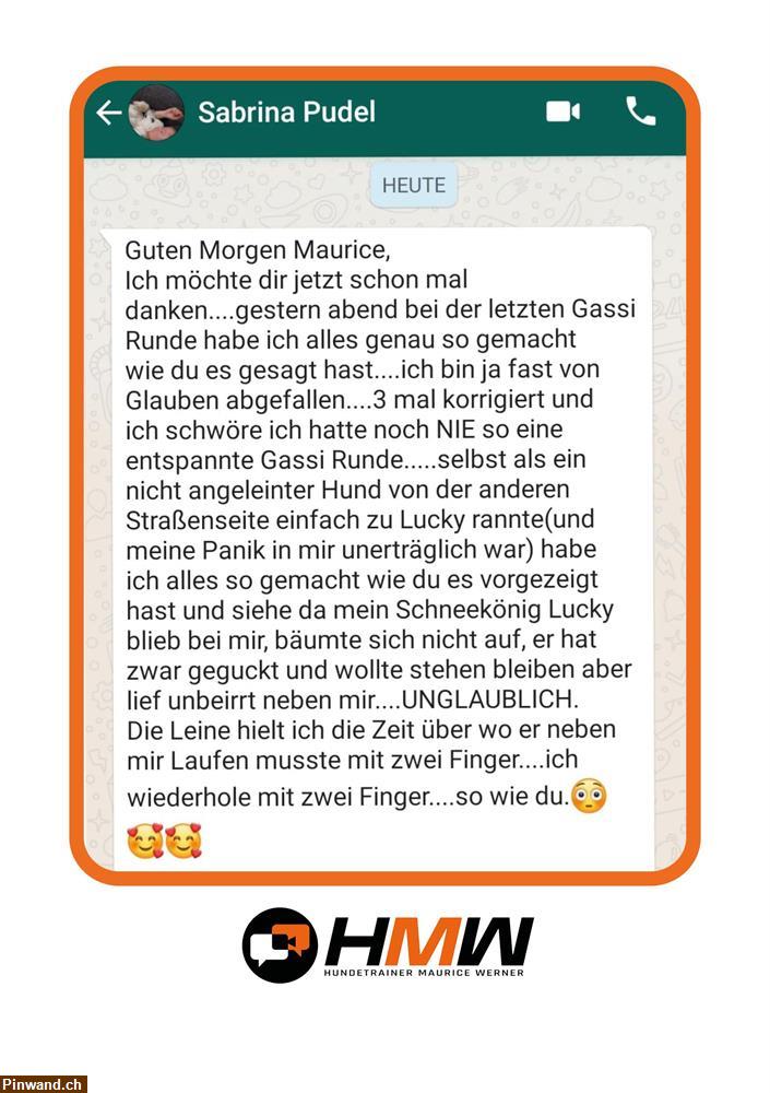 Bild 4: Professionelles Hundetraining – Persönlich oder auch via Video