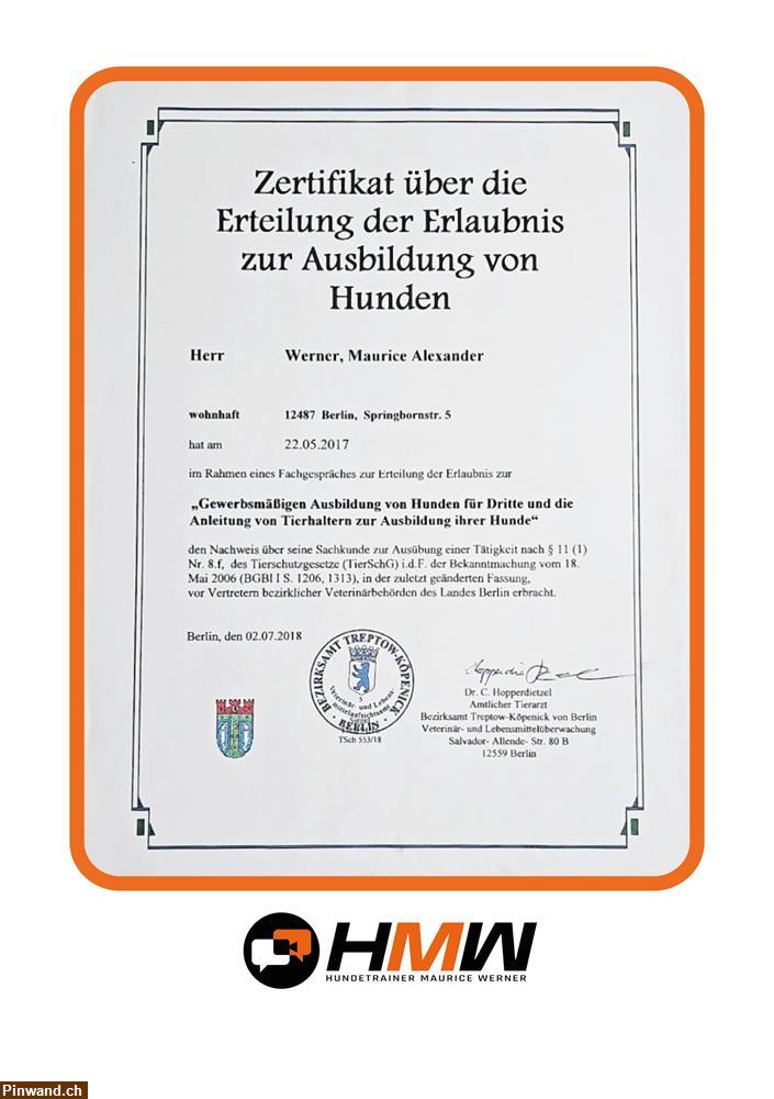 Bild 7: Professionelles Hundetraining – Persönlich oder auch via Video