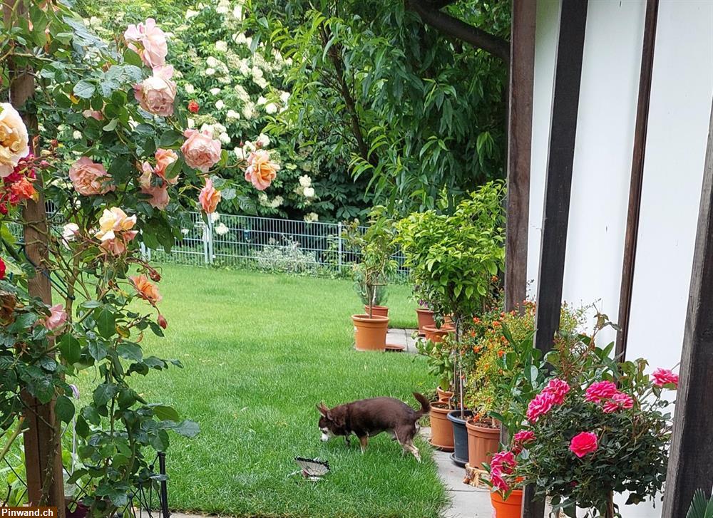Bild 2: Spezielle Hundebetreuung nur für Seniorenhunde