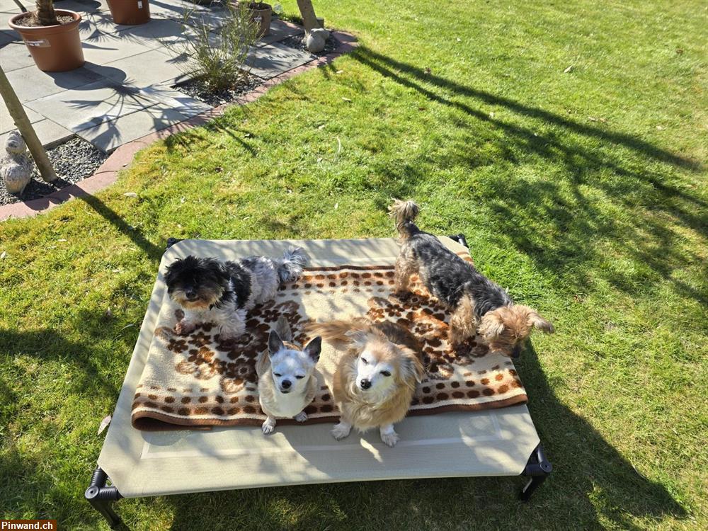Bild 3: Spezielle Hundebetreuung nur für Seniorenhunde