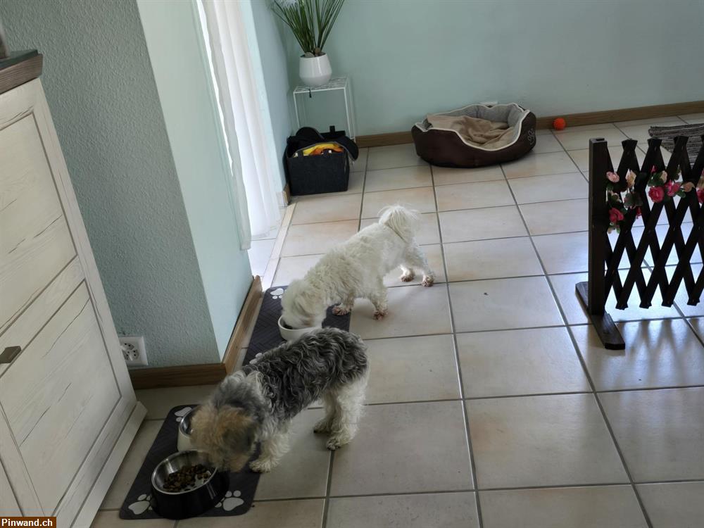 Bild 4: Spezielle Hundebetreuung nur für Seniorenhunde