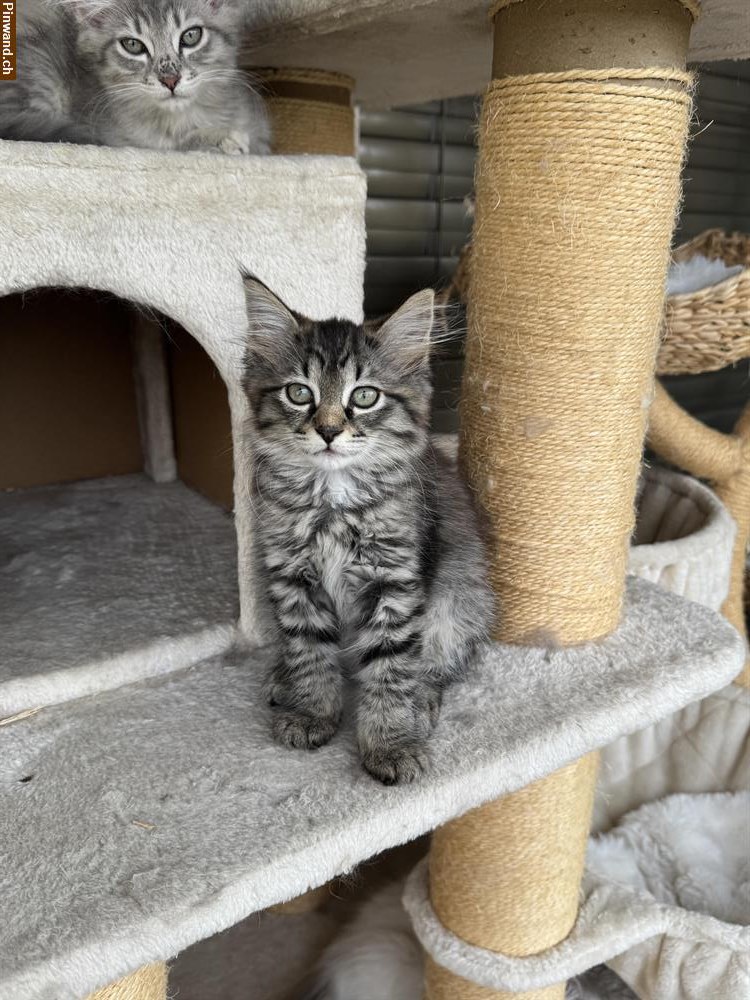 Bild 2: Maicoone Kitten