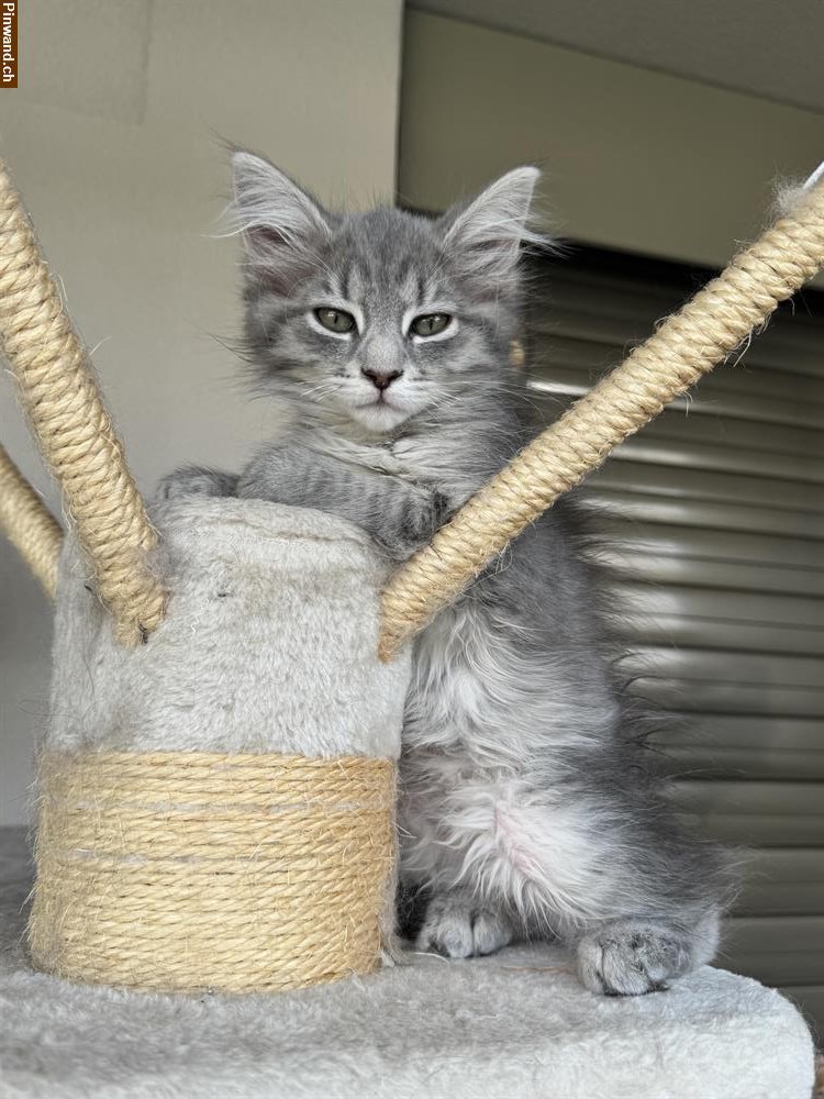 Bild 3: Maicoone Kitten