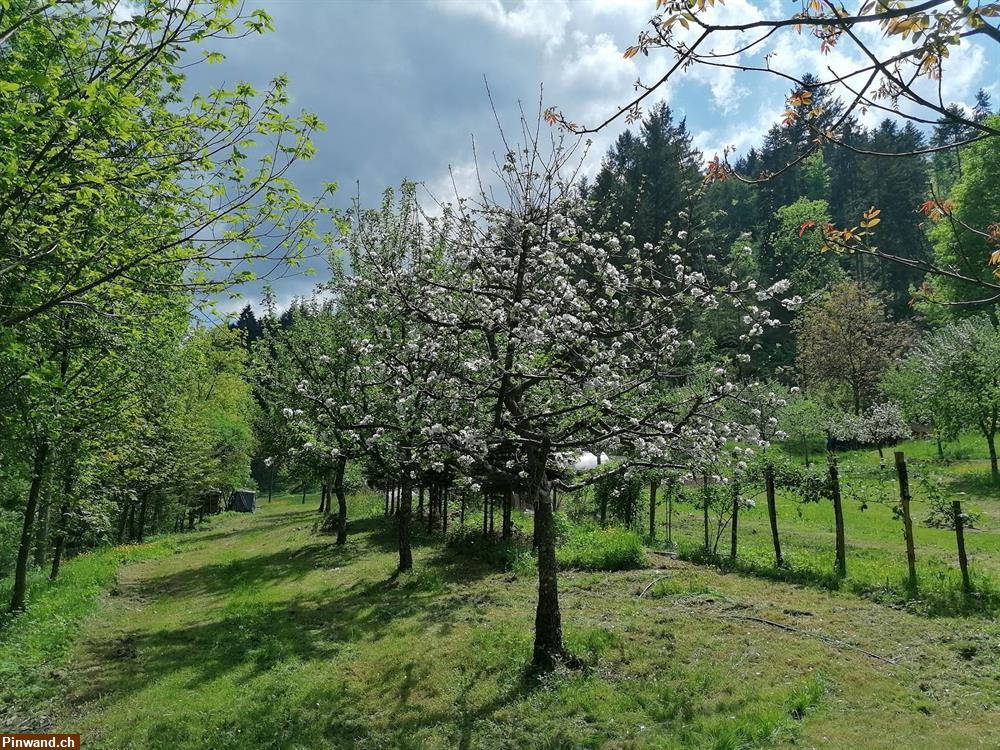 Bild 5: Verkauf: Mehrfamilienhaus im Schwarzwald
