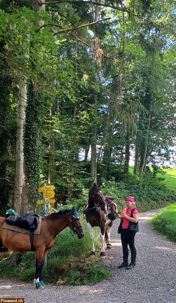 Bild 1: Reitbeteiligung für Aus- und Wanderritte