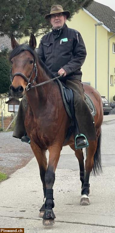 Bild 2: Reitbeteiligung für Aus- und Wanderritte