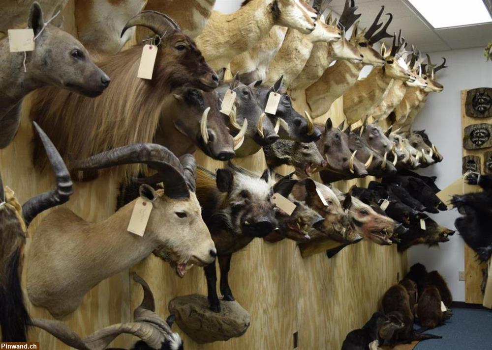 Bild 2: Hochwertige Tierpräparate zu verkaufen