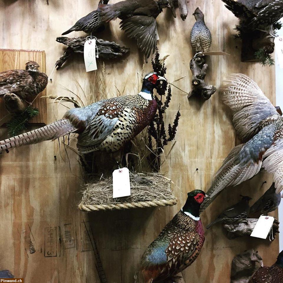 Bild 3: Hochwertige Tierpräparate zu verkaufen