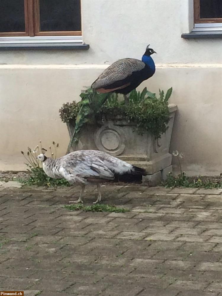 Bild 1: Mithilfe im Tierschutzbereich gesucht