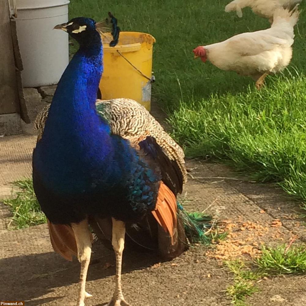 Bild 2: Mithilfe im Tierschutzbereich gesucht