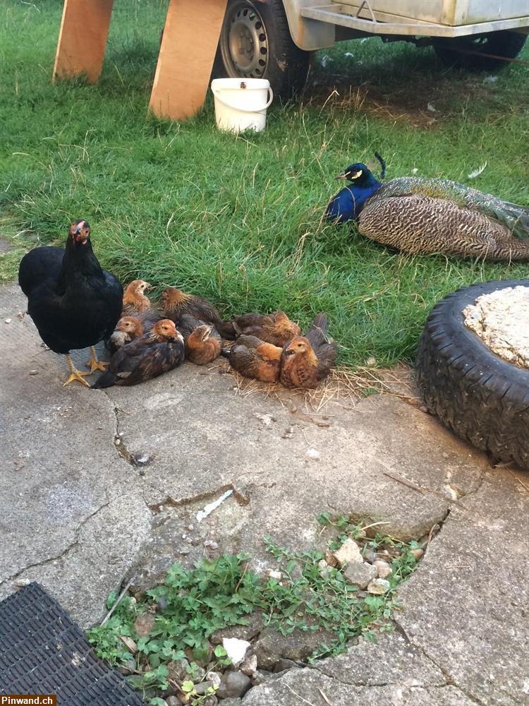 Bild 3: Mithilfe im Tierschutzbereich gesucht