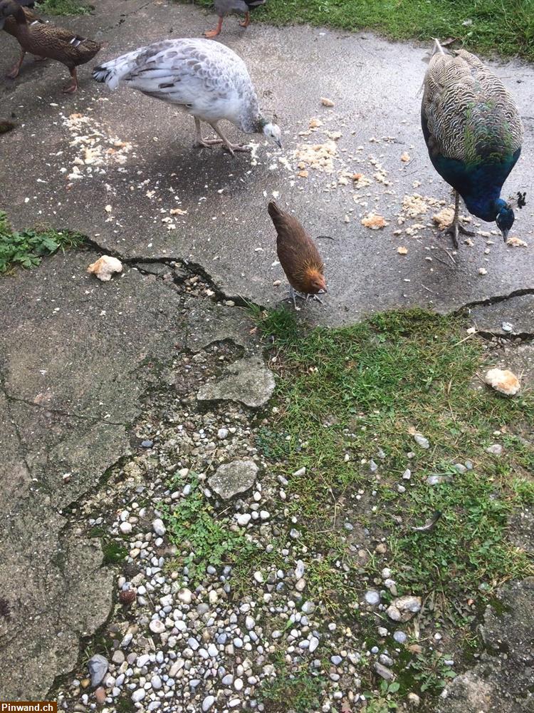 Bild 4: Mithilfe im Tierschutzbereich gesucht