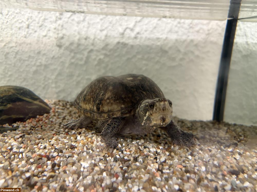 Bild 1: Moschusschildkröten an guten Platz!