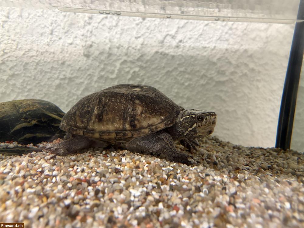 Bild 2: Moschusschildkröten an guten Platz!